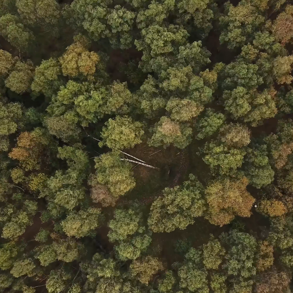 Sustainable reforestation and resources for a better future